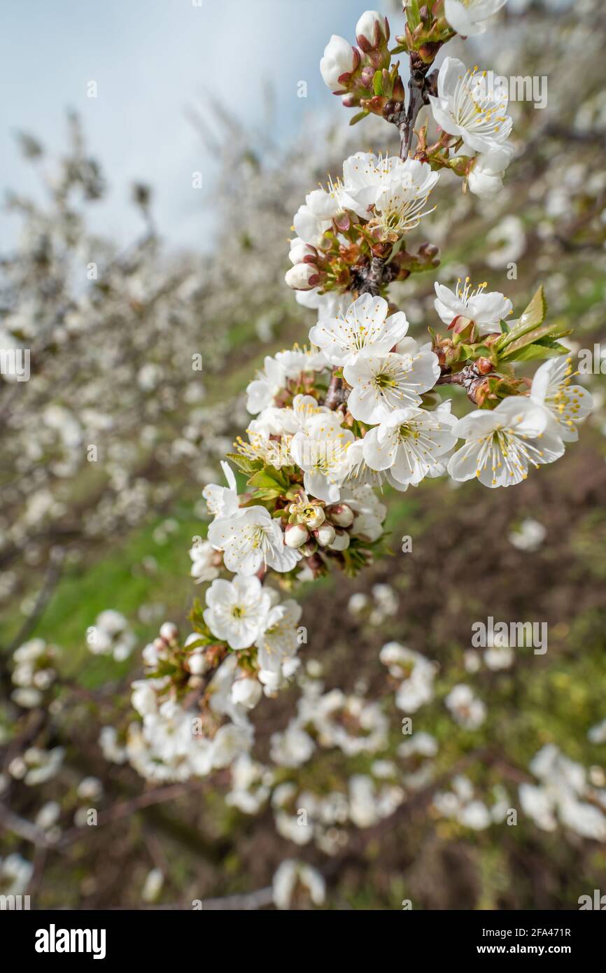 Close up on cherry tree branches in bloom white flowers blossom Stock ...