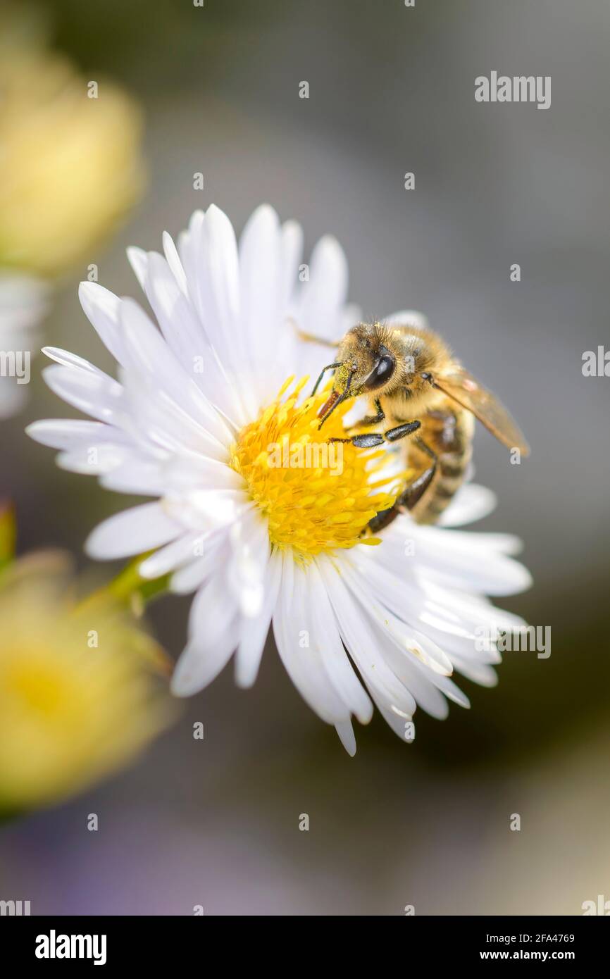 Bee - Apis Mellifera - Pollinates A White Heath Aster Or Frost Aster - Symphyotrichum Ericoides Stock Photo