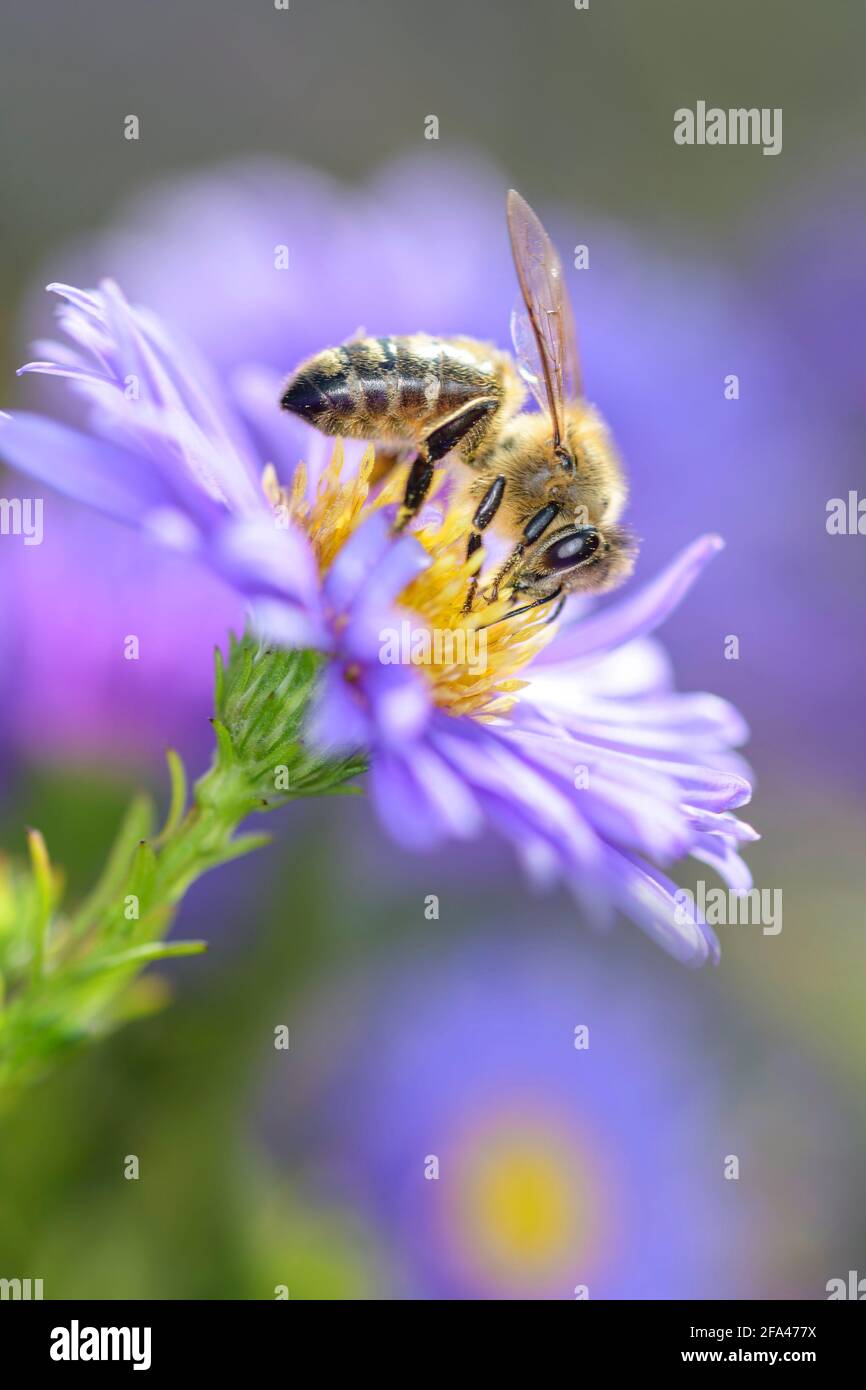 Bee - Apis Mellifera - Pollinates A White Heath Aster - Symphyotrichum Ericoides Stock Photo