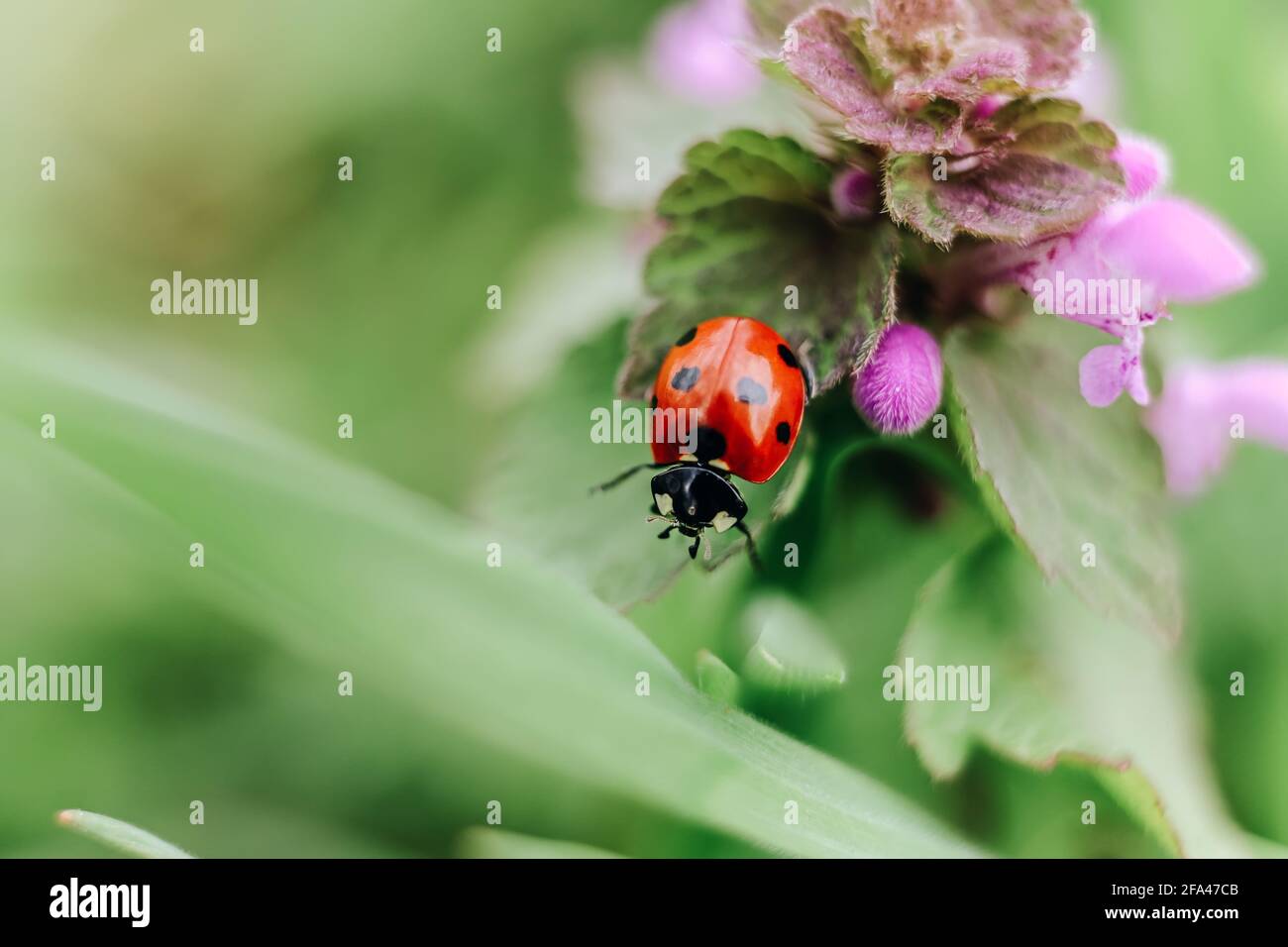 Red ladybug insect sit on purle nettle wild plant macro close up at green grass, natural background Stock Photo