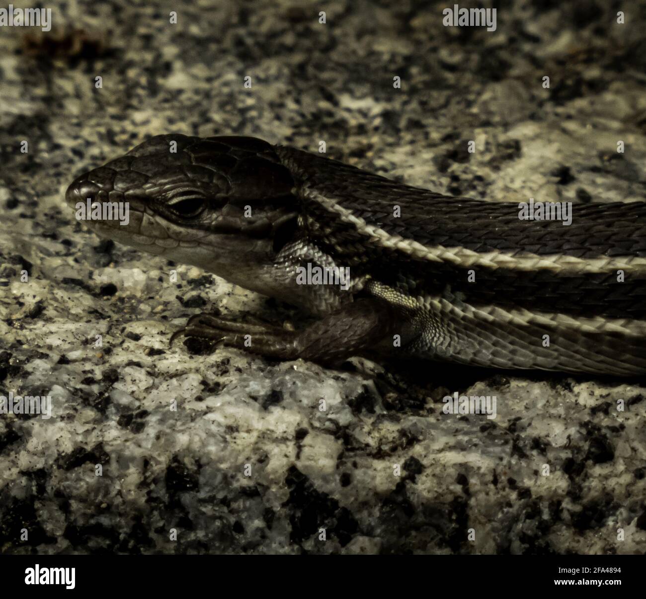 Side profile of a common five-lined skink on the rock Stock Photo