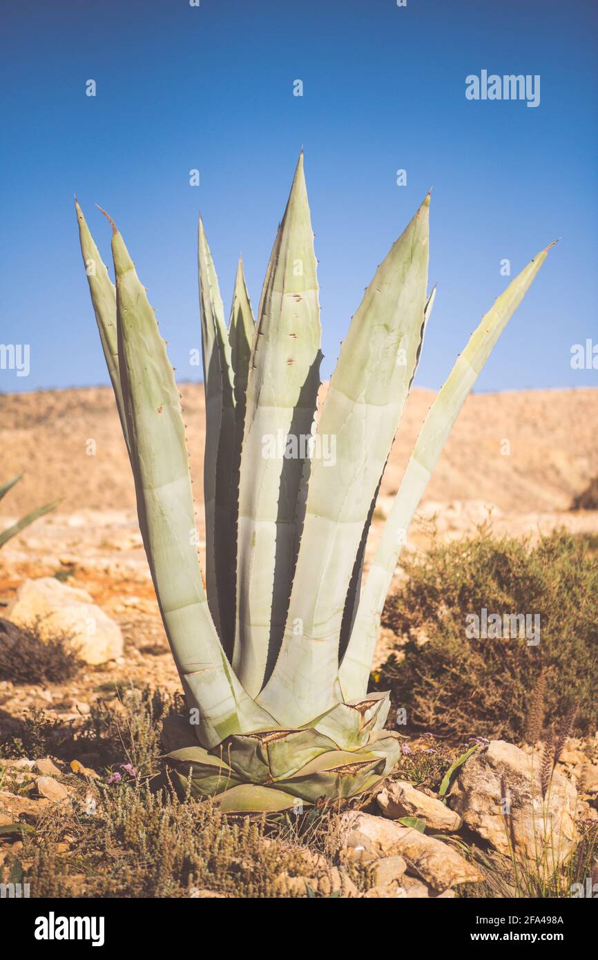 Agave plant in the daylight Stock Photo