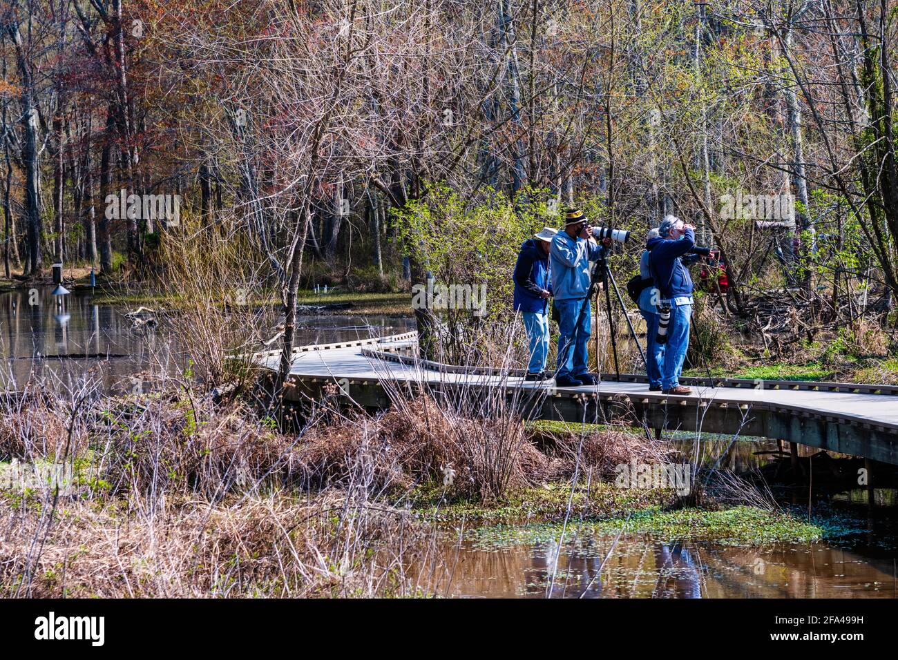 Alexandria, Virginia, USA -- April 8, 2021. Photo of photographers shooting from a boardwalk thay goes through the wetlands in Huntley Meadows park in Stock Photo