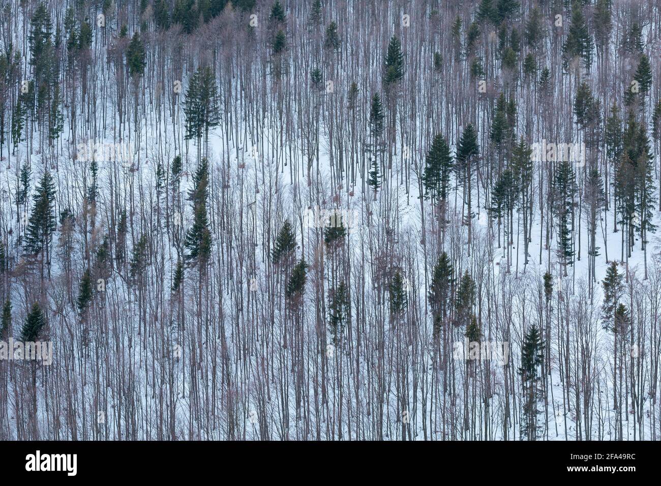 Mixed woodland in Mala Fatra mountains, Slovakia. Stock Photo