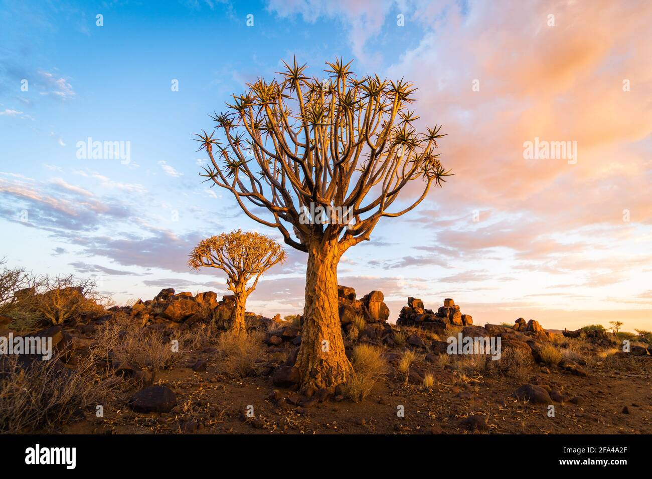 Quiver Tree In Southern Namibia Stock Photo