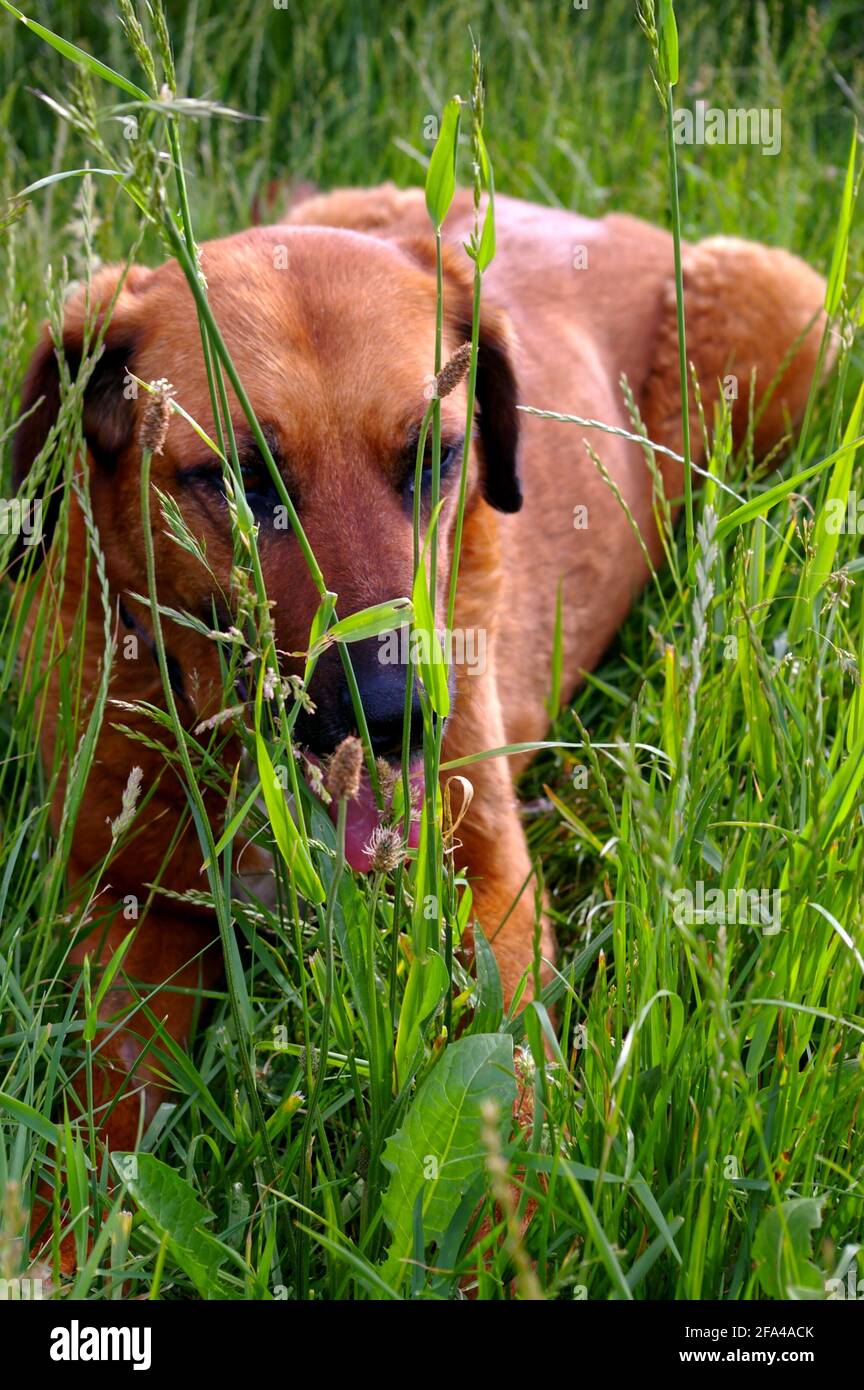 Brown Rhodesian Ridgeback breed dog on the grass Stock Photo - Alamy