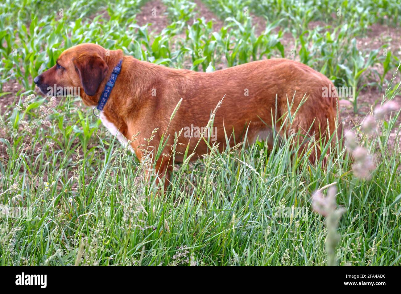 Brown Rhodesian Ridgeback breed dog on the grass Stock Photo - Alamy
