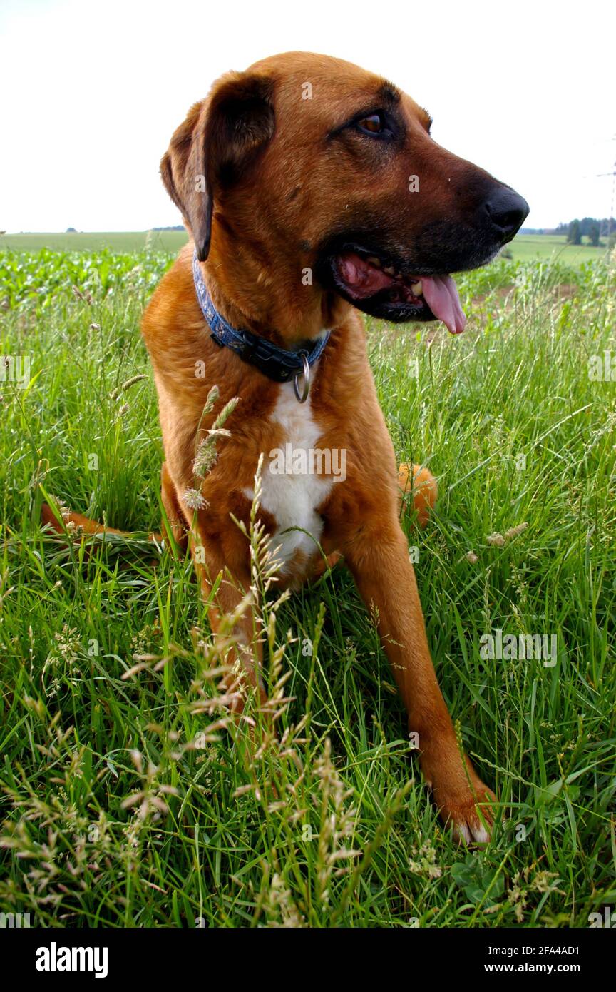 Brown Rhodesian Ridgeback breed dog on the grass Stock Photo - Alamy