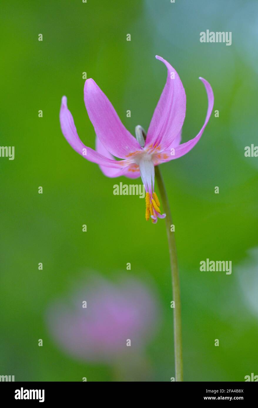 Pink fawn lily Erythronium revolutum, Cowichan Valley, Vancouver Island, British Columbia, Canada Stock Photo