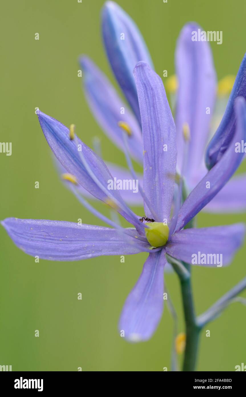 Common Camas Camassia quamash, Cowichan Garry Oak Preserve, Cowichan Valley, Vancouver Island, British Columbia. Stock Photo