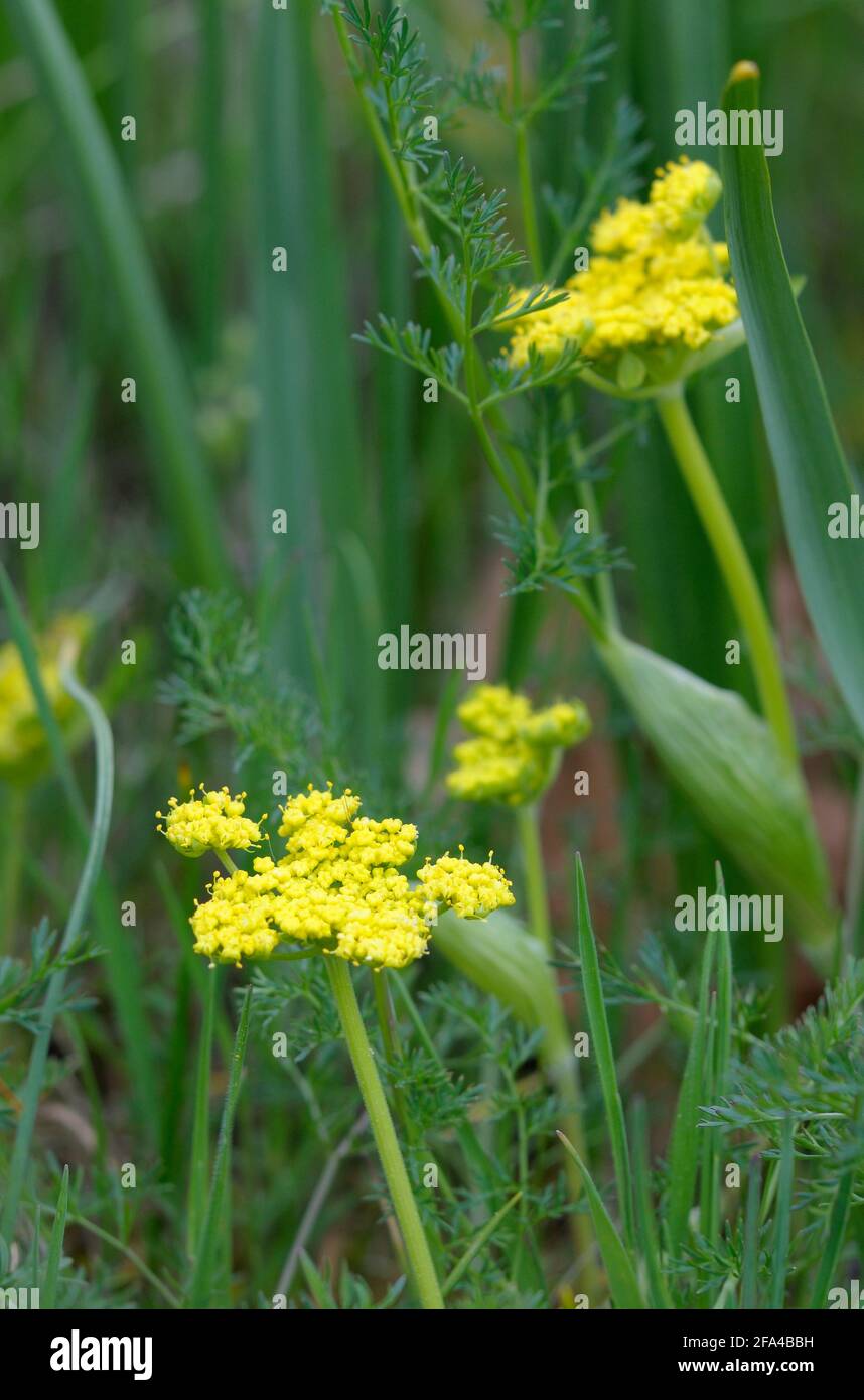 Spring Gold Lomatium utriculatum Cowichan Garry Oak Preserve, Cowichan Valley, Vancouver Island, British Columbia. Stock Photo