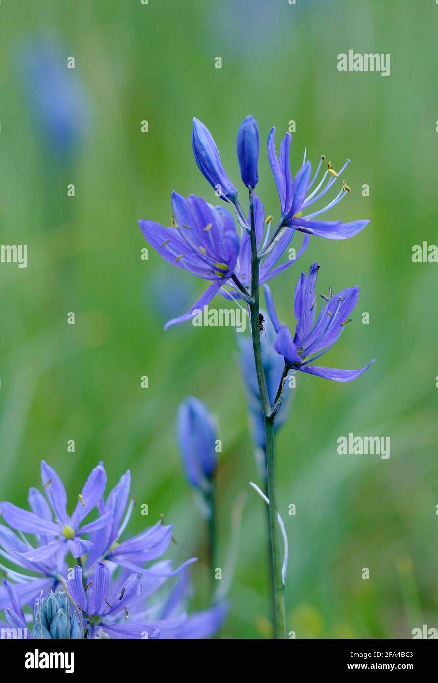 Common Camas Camassia quamash Cowichan Garry Oak Preserve, Cowichan Valley, Vancouver Island, British Columbia. Stock Photo