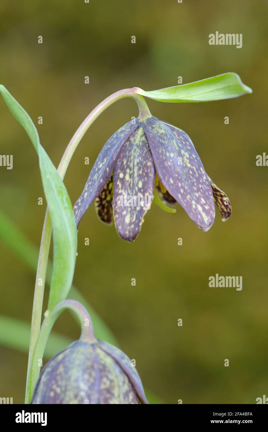 Chocolate Lily Fritillaria affinis, Cowichan Valley, Vancouver Island, British Columbia, Canada Stock Photo