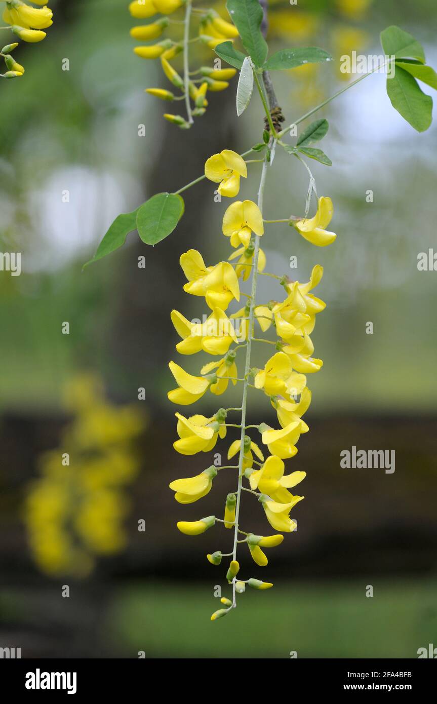 Golden chain Tree Laburnum watereri, Cowichan Valley, Vancouver Island