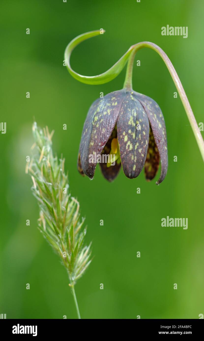 Chocolate Lily Fritillaria affinis, Cowichan Valley, Vancouver Island, British Columbia, Canada Stock Photo