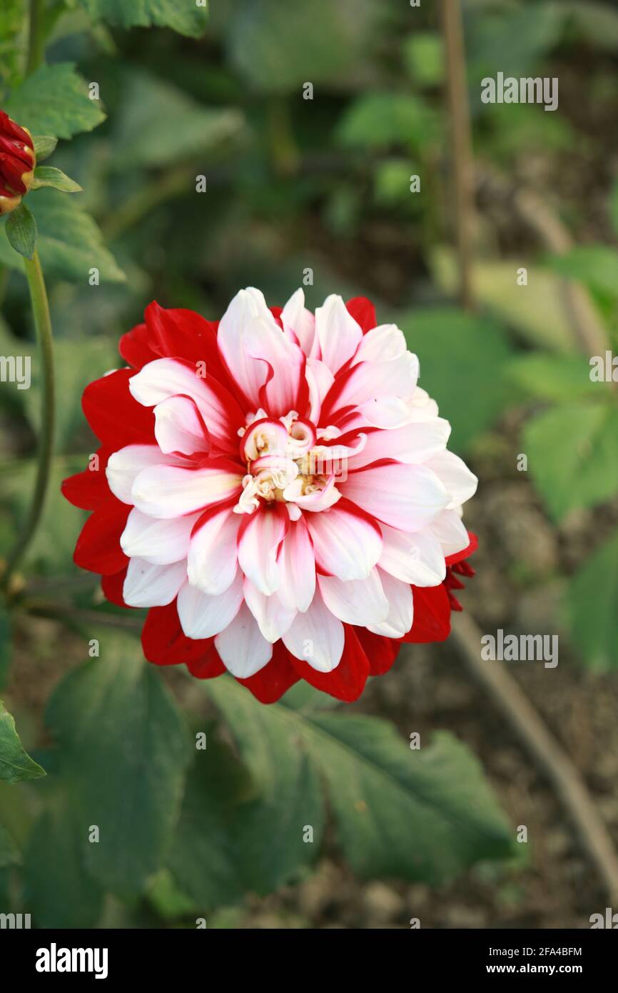 Dahlia flower with different color Stock Photo