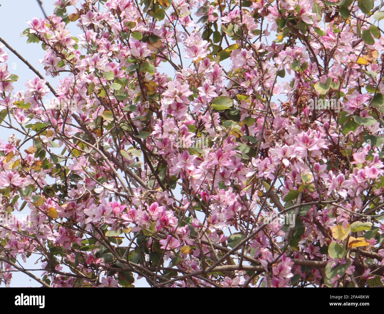 Beautiful background of mountain-ebony (bauhinia variegata) blossoms Stock Photo