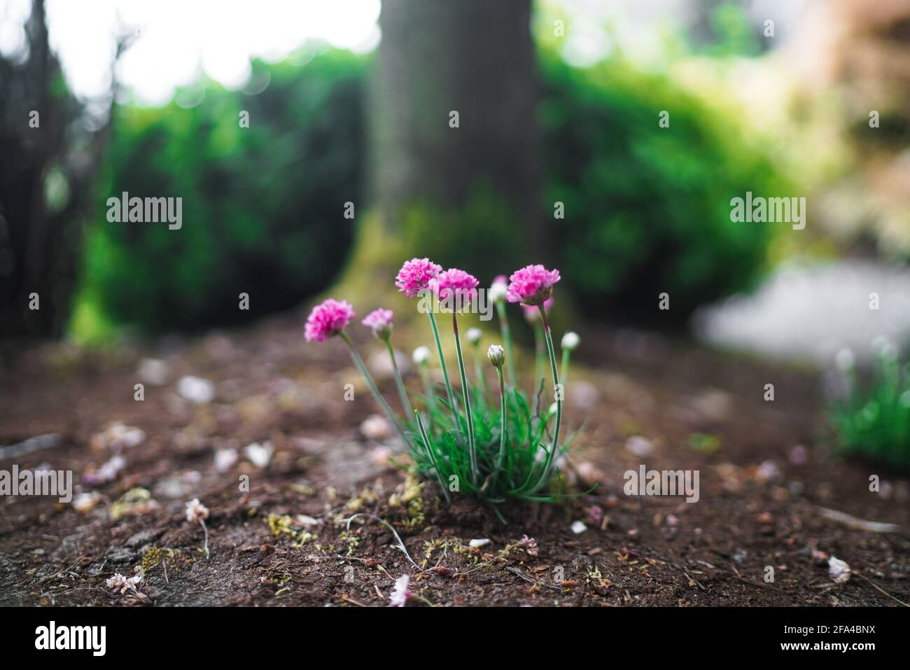 Home Gardening Small Pink Flowers Stock Photo