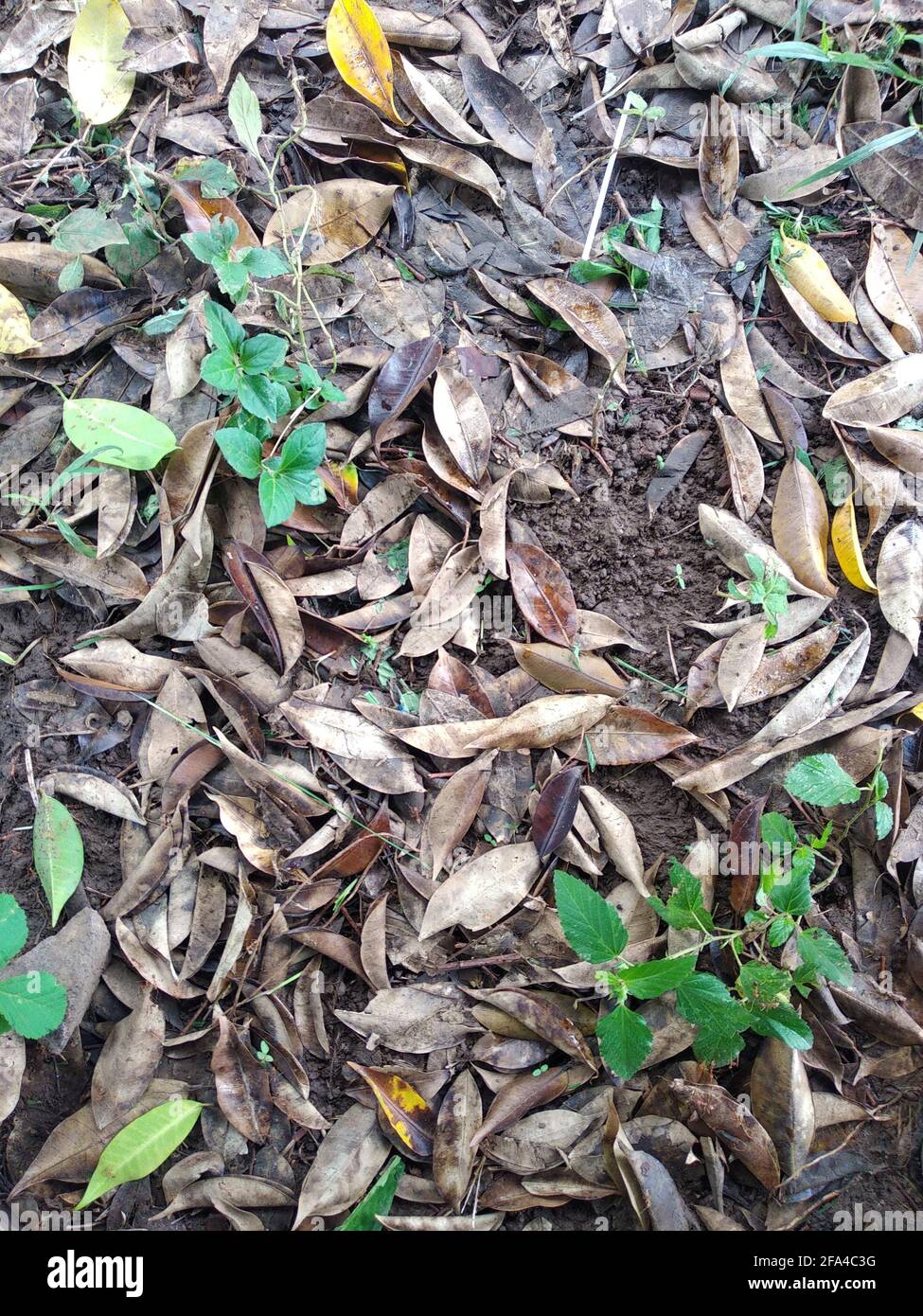 Top view of dry autumn leaves on the ground Stock Photo - Alamy
