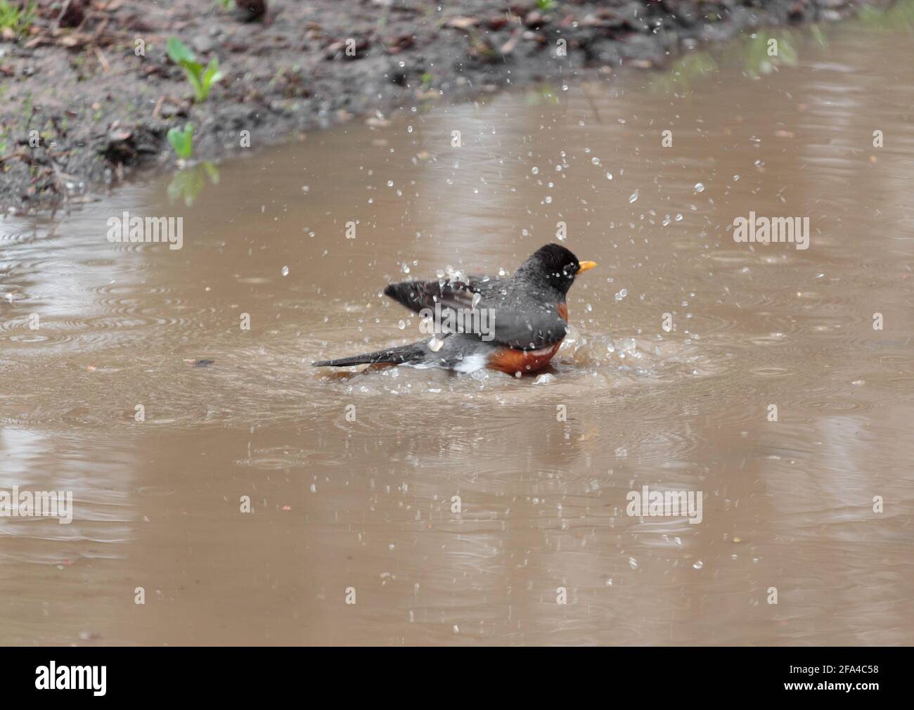 adult american robin having a bath, splashing and playing in a brown muddy puddle next to a mudbank; water flies as he shakes his feathers Stock Photo