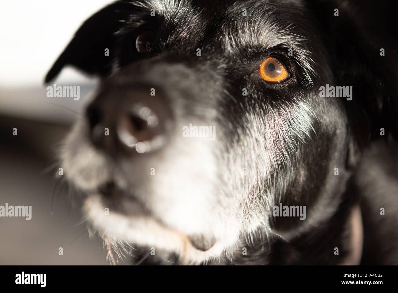 Closeup of an Old Dog Imploring with his Eyes Stock Photo