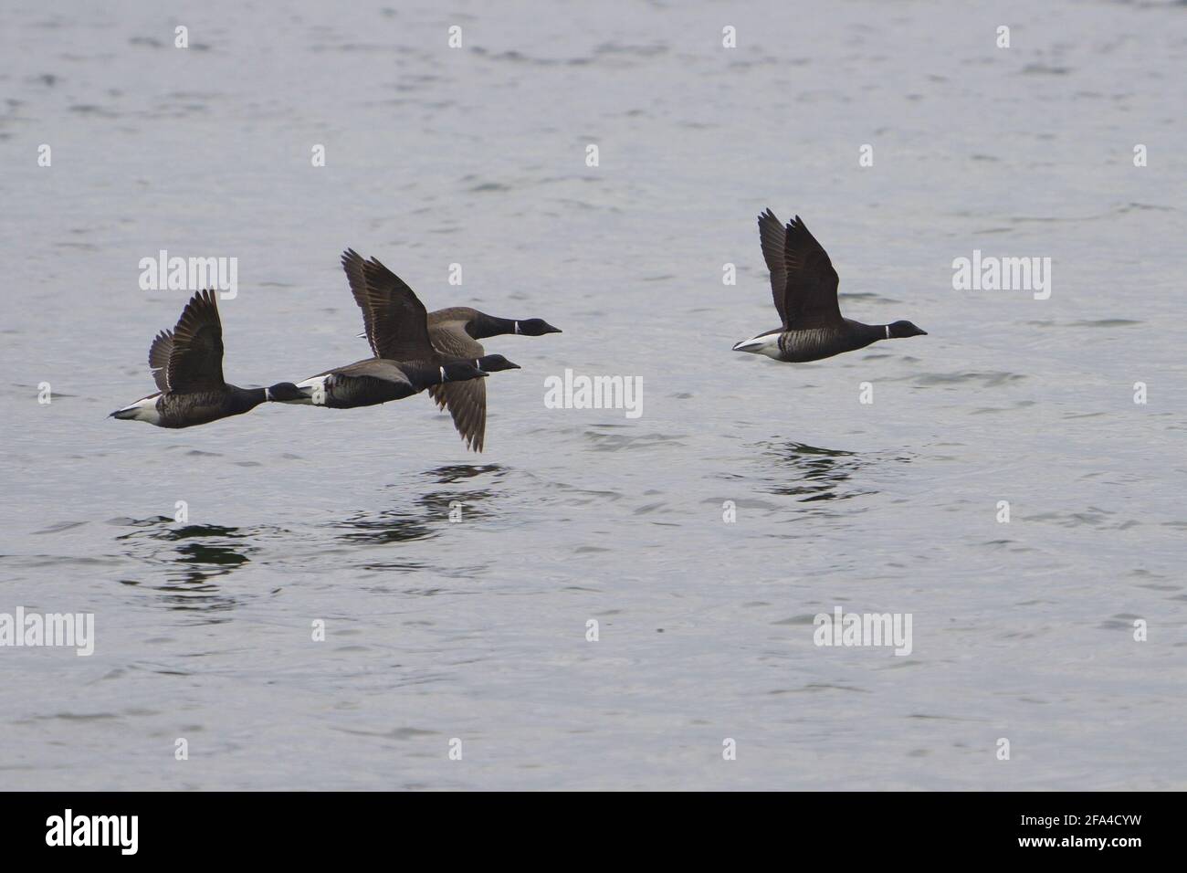 Brant geese in flight Stock Photo