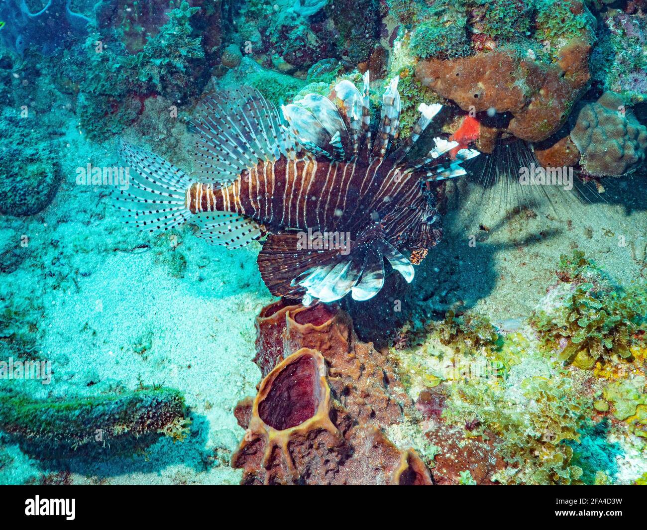 The Lionfish is a very poisonous species of fish from the Scorpaenidae family. Stock Photo