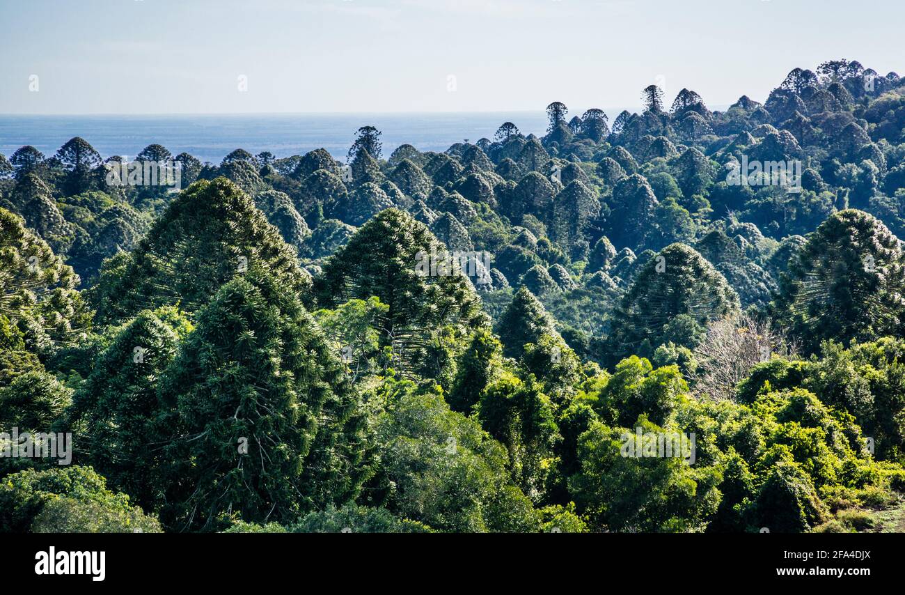 the Bunya Mountain range is the most westerly area of subtropical rainforest in southern Queensland and the largest population of bunya pines remainin Stock Photo