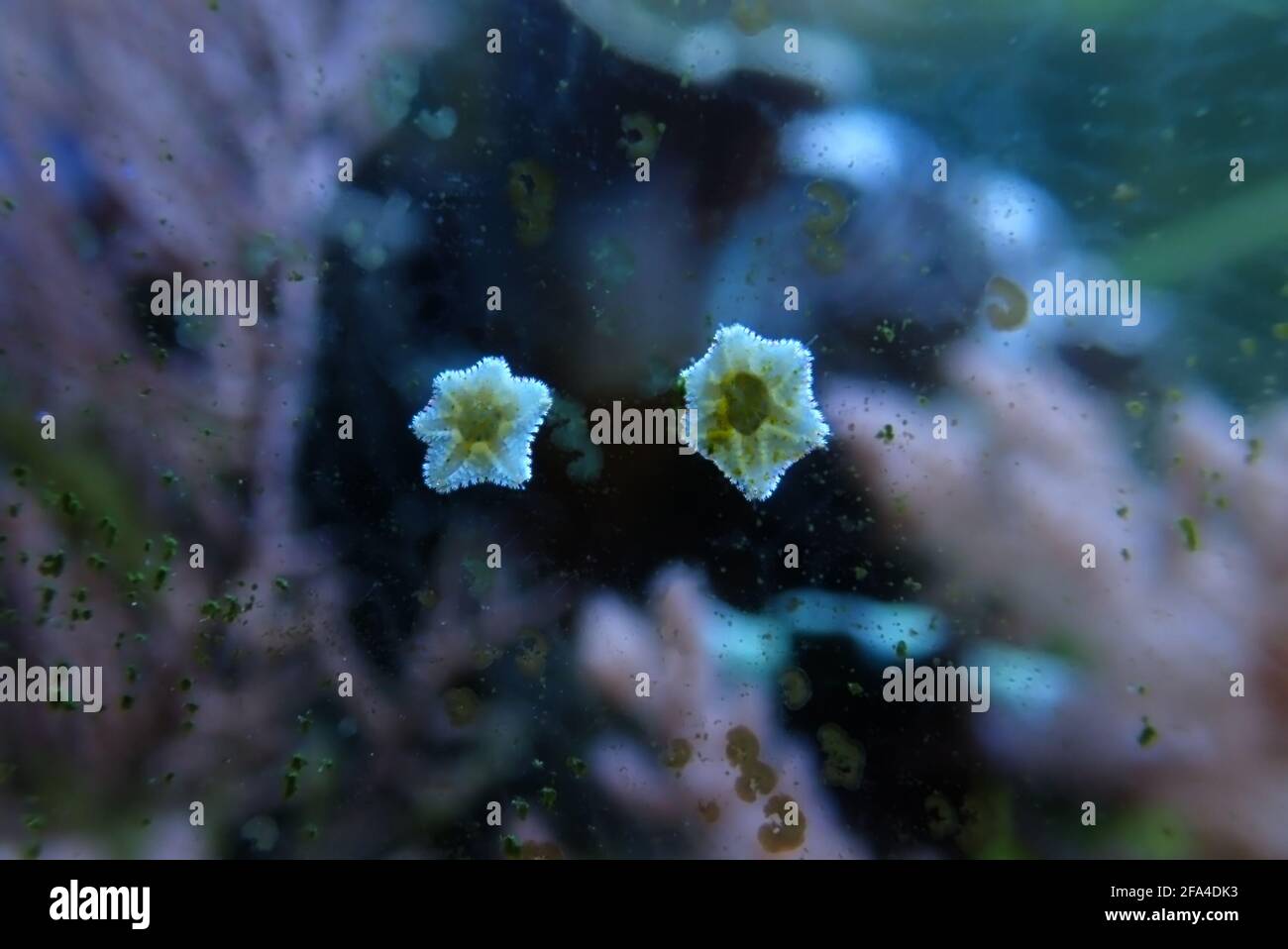 Asterina sea star is common star in home coral reef aquarium tanks Stock Photo