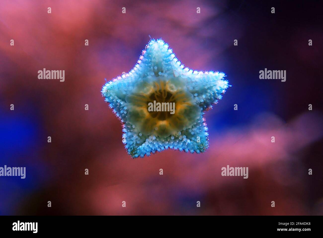 Asterina sea star is common star in home coral reef aquarium tanks Stock Photo