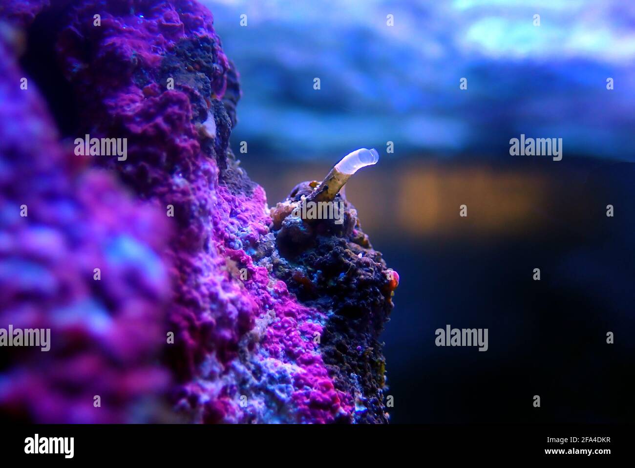 Vermetid snail pest in saltwater coral reef aquarium tank in focus