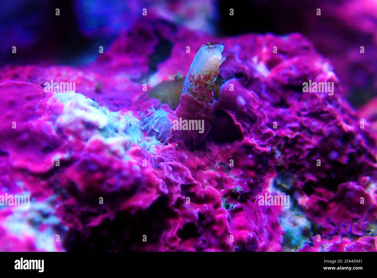 Vermetid snail pest in saltwater coral reef aquarium tank in focus