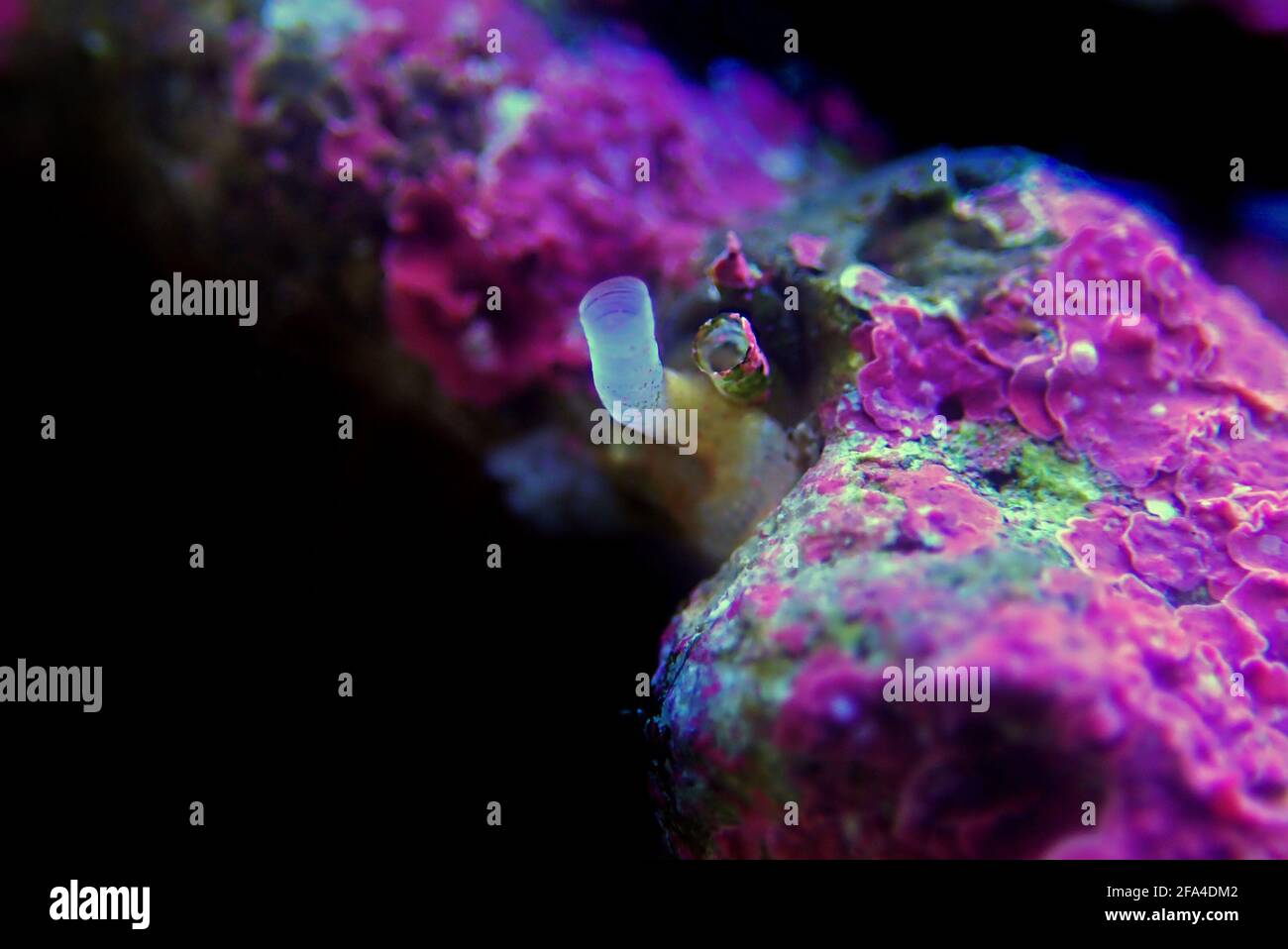 Vermetid snail pest in saltwater coral reef aquarium tank in focus