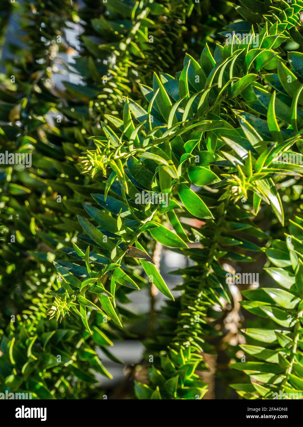 the pointed leafs of Bunya Pine are arrayed radially around the branchlet, Bunya Mountains National Park, South Burnett Region, Queensland, Australia Stock Photo