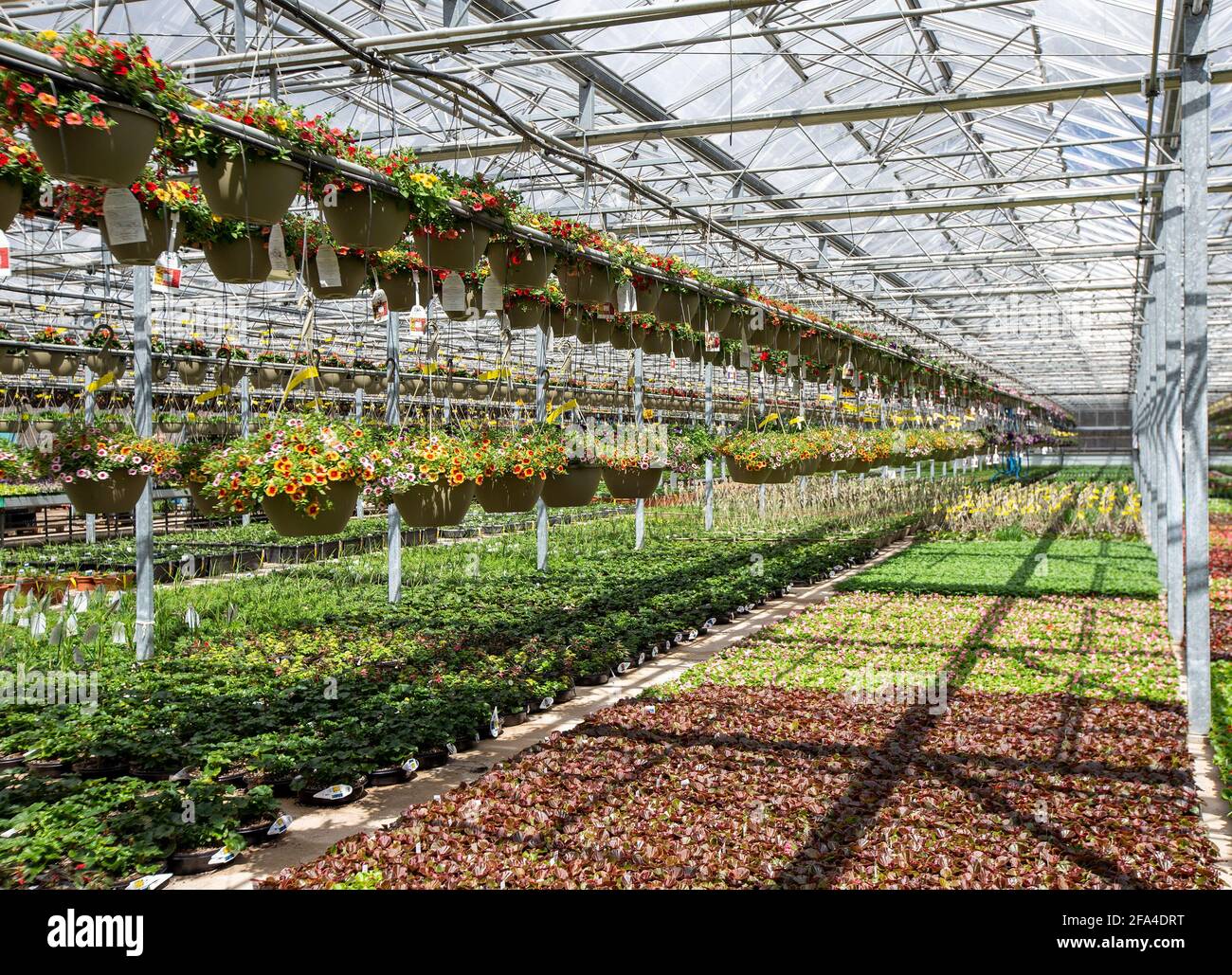 Interior of a greenhouse at a nursery in New Jersey Stock Photo Alamy