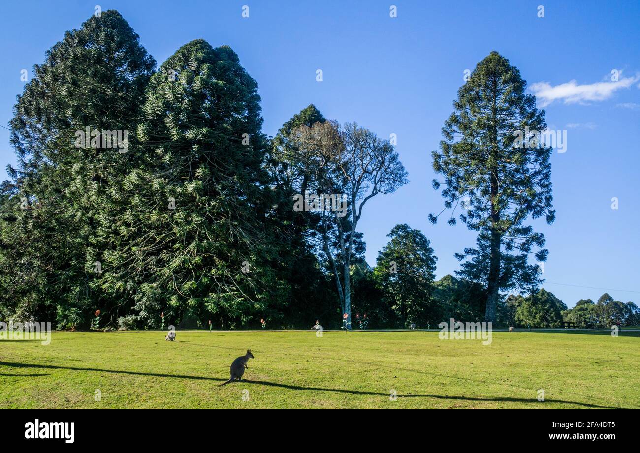 wallabies grazing on a meadow against the backdrop of tall Bunya pine trees, Bunya Mountains National Park, South Burnett Region, Queensland, Australi Stock Photo