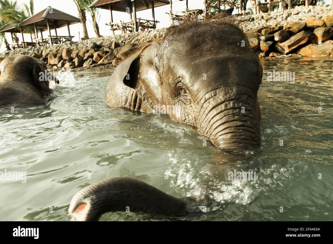 Elephants swimming in the Thailand Sea near Ko Chang island Stock Photo