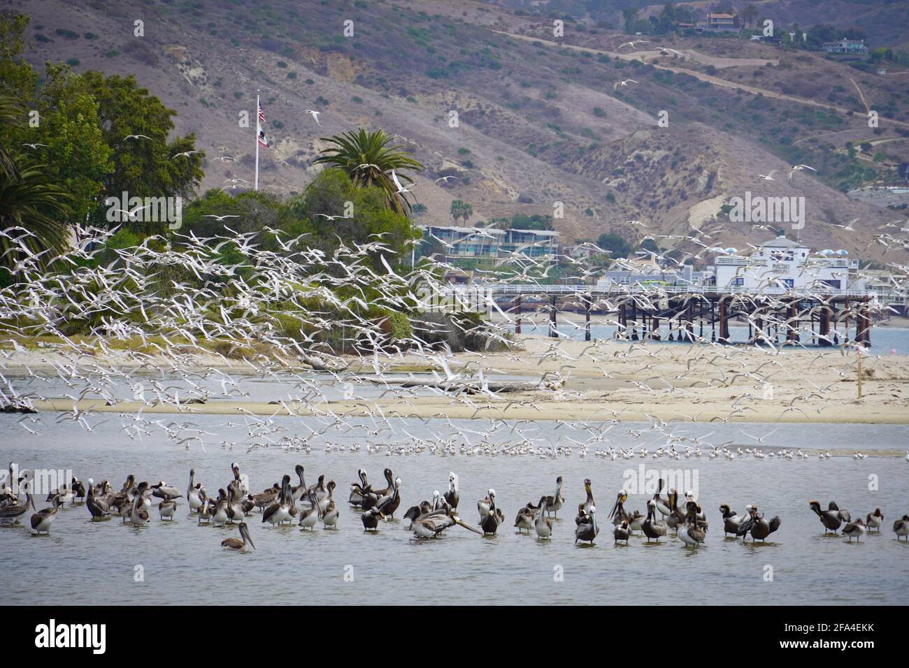 A flock of terns flying over pelicans at Malibu Lagoon, Malibu, California, USA Stock Photo