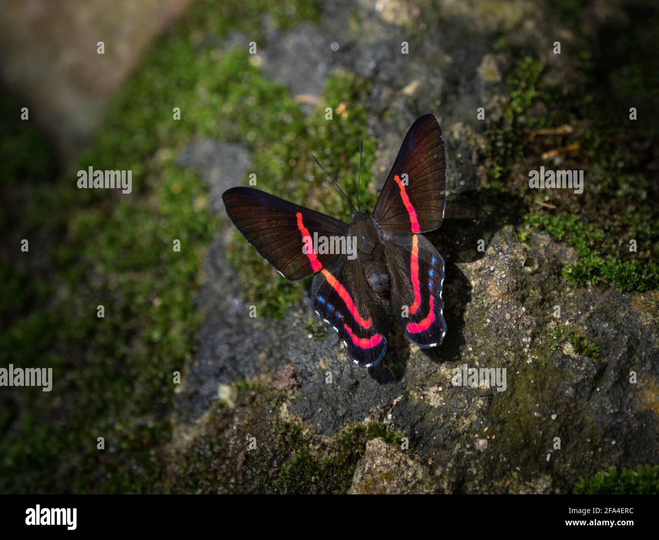 Closeup Detail Of Black Red Ancyluris Etias Swordtail Butterfly Insect Animal In Tarapoto Amazon Rainforest Jungle Peru South America Stock Photo Alamy