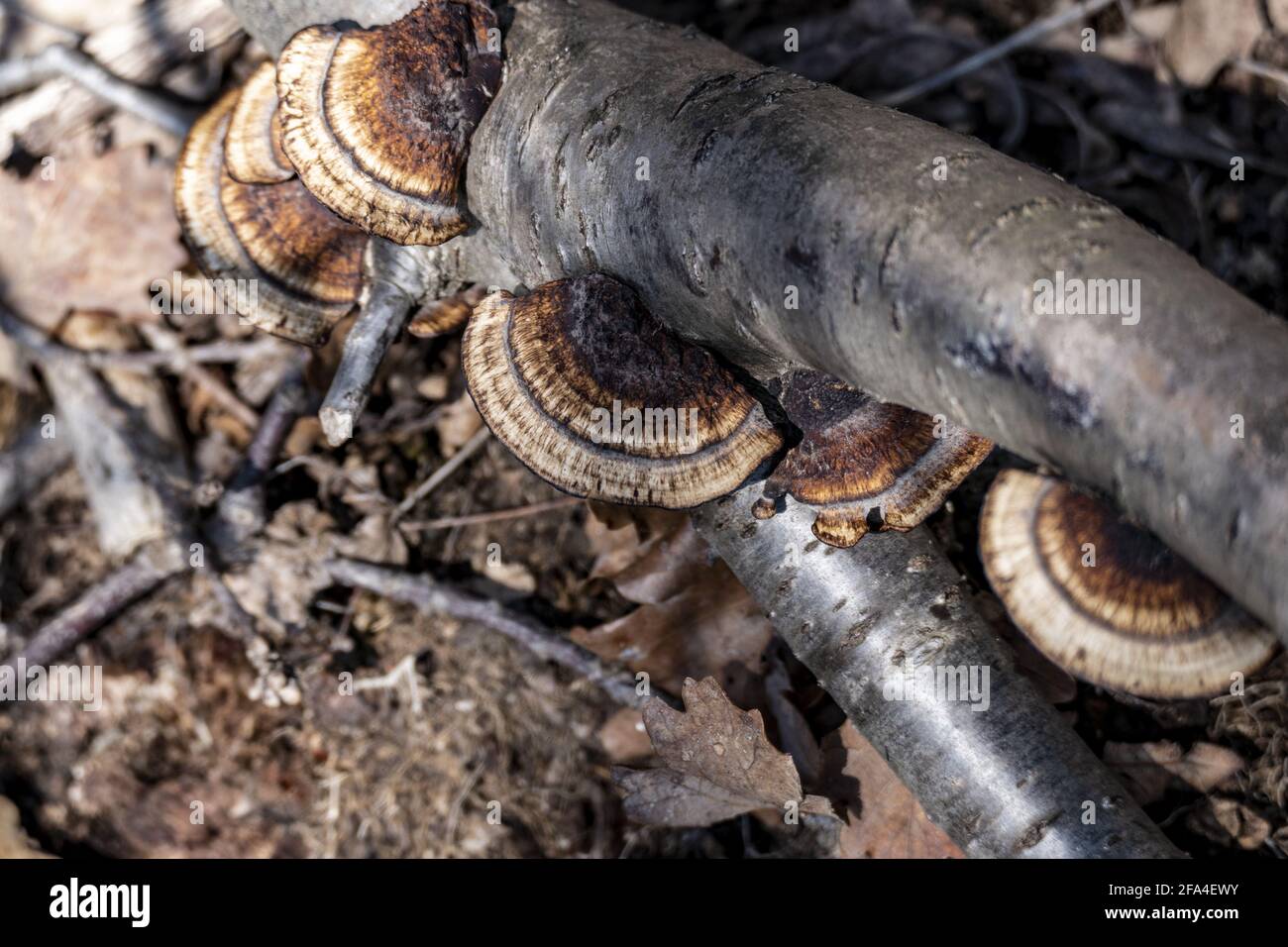 A closeup of wild deadly mushrooms growing on a dark tree trunk with fallen leaves on the ground - Stock Image