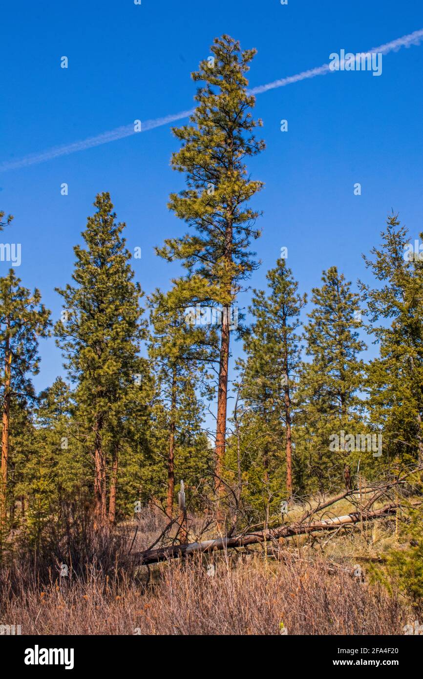 Large evergreen trees standing in the forest on a spring day with blue skies Stock Photo