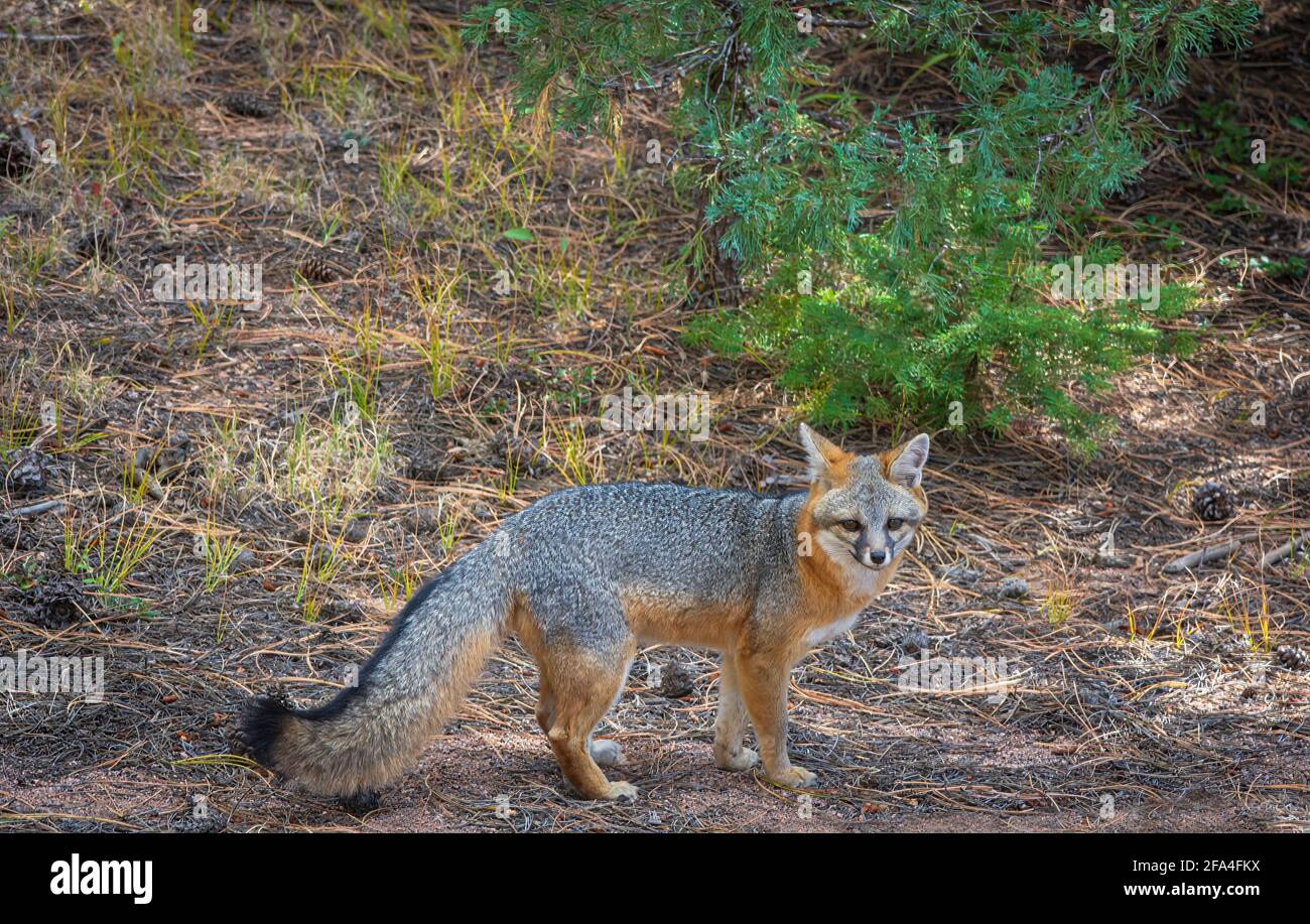 Gray Fox or Grey Fox (Urocyon cinereoargenteus) studies photographer in the Pike National Forest, Colorado USA. Stock Photo