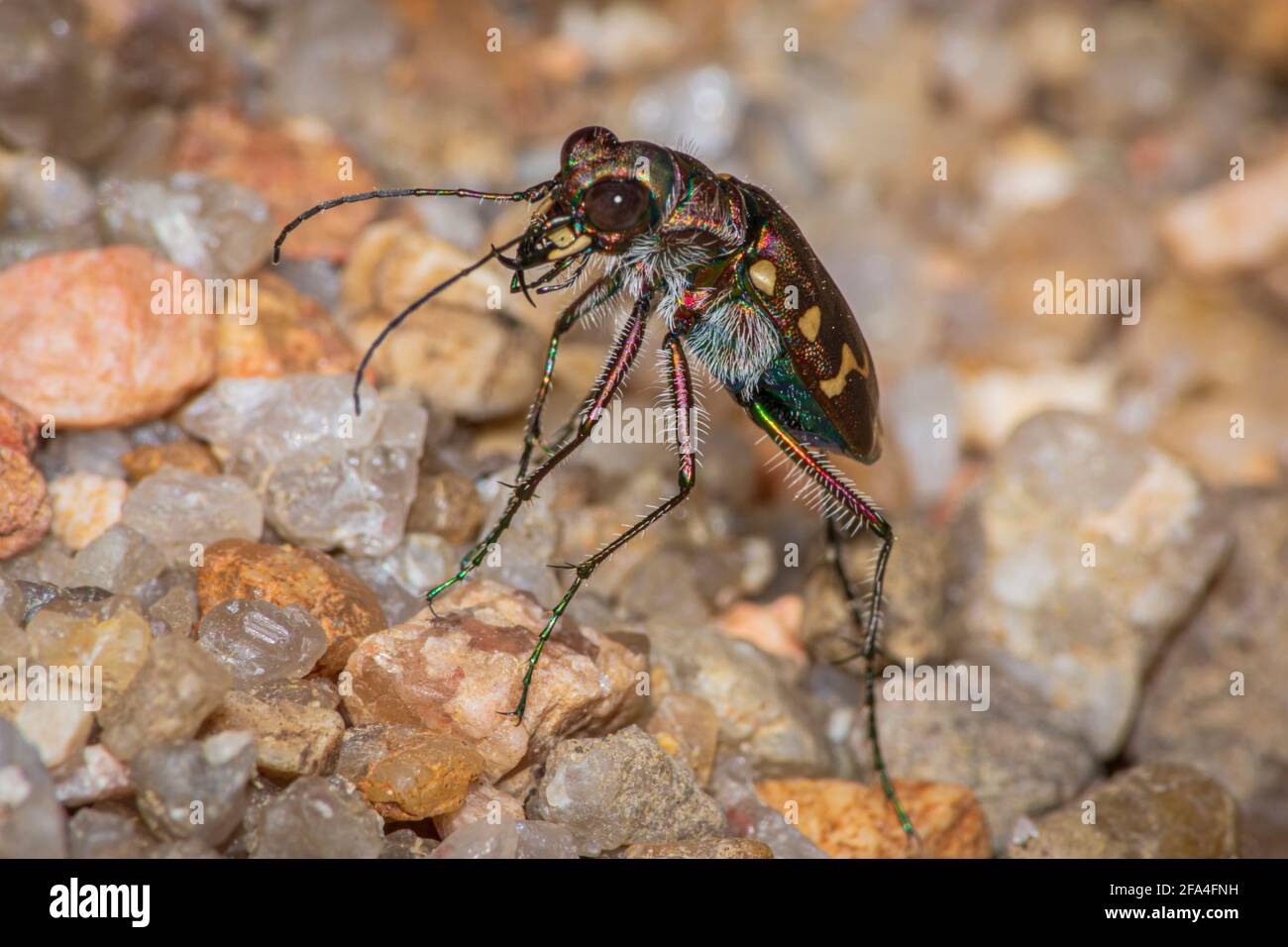 Twelve-Spotted Tiger Beetle (Cicindela duodecimguttata) hunts prey in sandy area along East Plum Creek, Castle Rock Colorado USA. Photo taken in Sept. Stock Photo