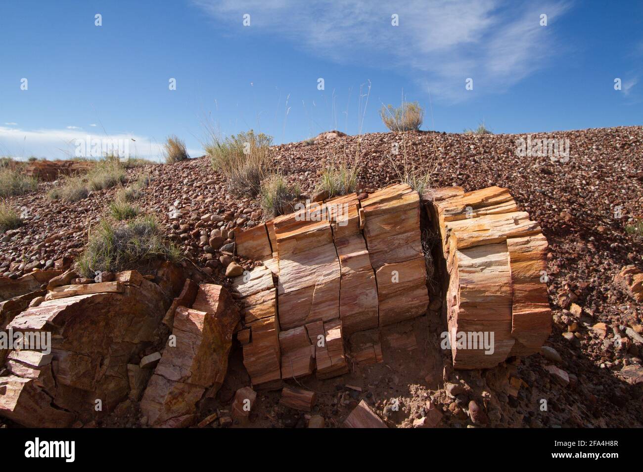The Arizona Petrified Forest National Park is located in the northeastern part of Arizona, about 25 miles east of Holbrook. The Petrified Forest is ho Stock Photo