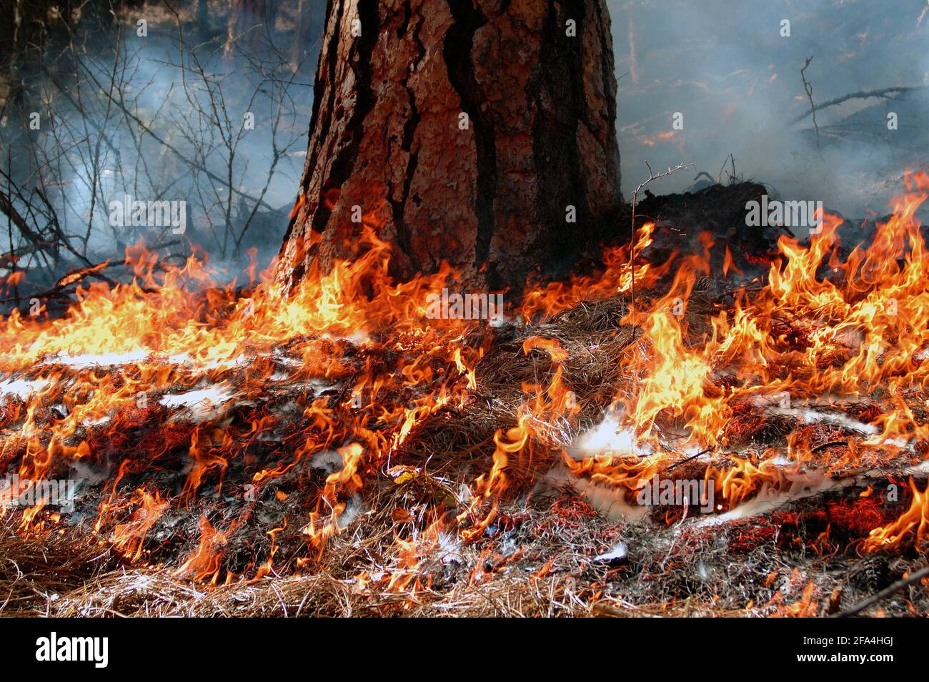 Prescribed fire in an old-growth ponderosa pine forest. Kootenai National Forest near Libby, northwest Montana. (Photo by Randy Beacham) Stock Photo