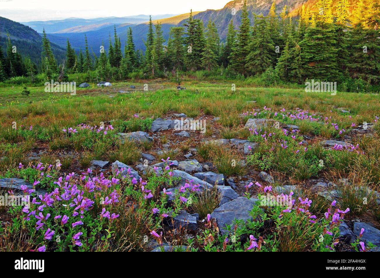 Northwest Peak Scenic Area. Kootenai National Forest in the Purcell Mountains, northwest Montana. (Photo by Randy Beacham) Stock Photo