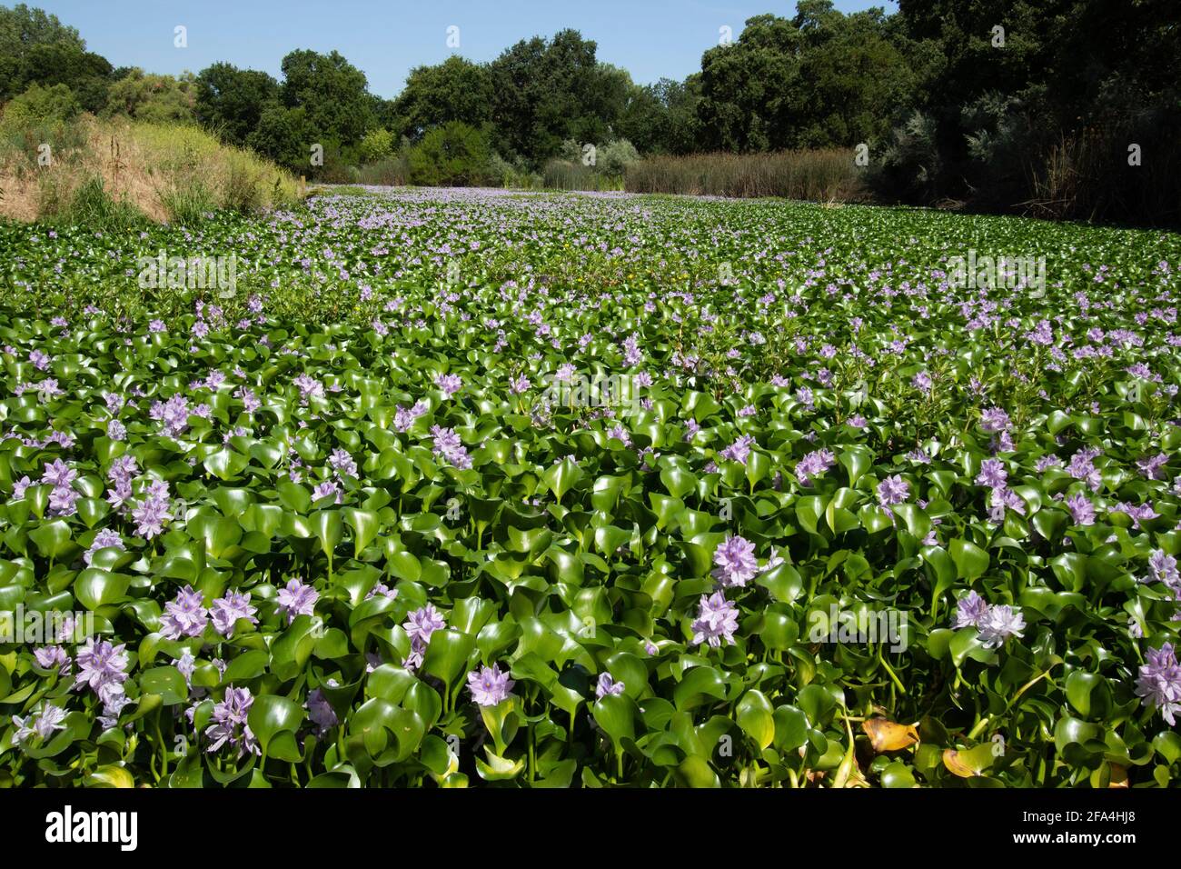 Water hyacinth, Eichhornia crassipes, invasive floating plant, chokes natural slough channel, San Joaquin Valley, Stanislaus County, California Stock Photo