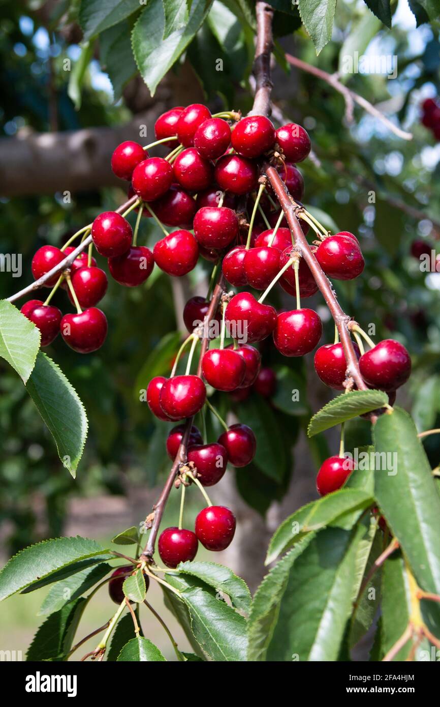 Cherries, Bing, private orchard, commercial crop, healthy, sweet taste