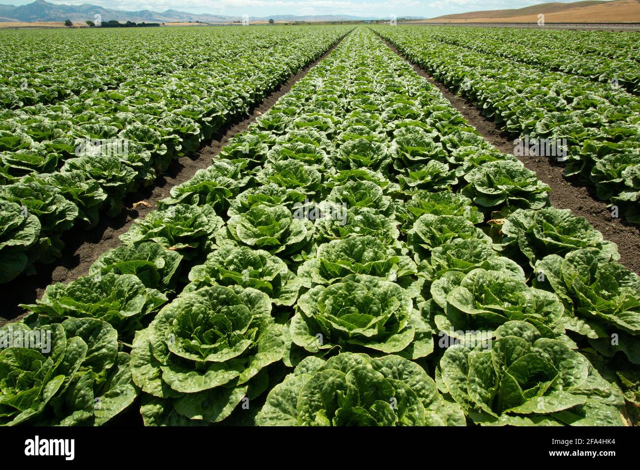 Hollister 2024 lettuce top