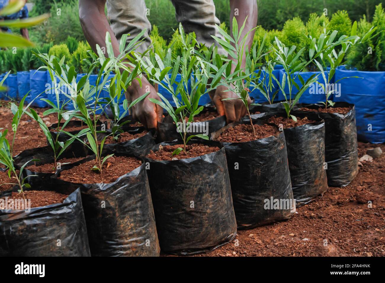 Thika Palm tree seedlings ready for sale and transplant seen at Rongai road side tree nursery.As the world celebrates Earth Day to acknowledge climate change and spread awareness about the same all around the world. This day is an opportunity that brings millions to connect and discuss problems like pollution, deforestation and more. This year's theme for the Earth Day is “ Restore Our Earth”. Earth day events range from river cleanups, tree planting, trash picking, removal of invasive plants. This year marked the 51st anniversary since Earth day was first celebrated in 1970. (Photo by Bonifac Stock Photo